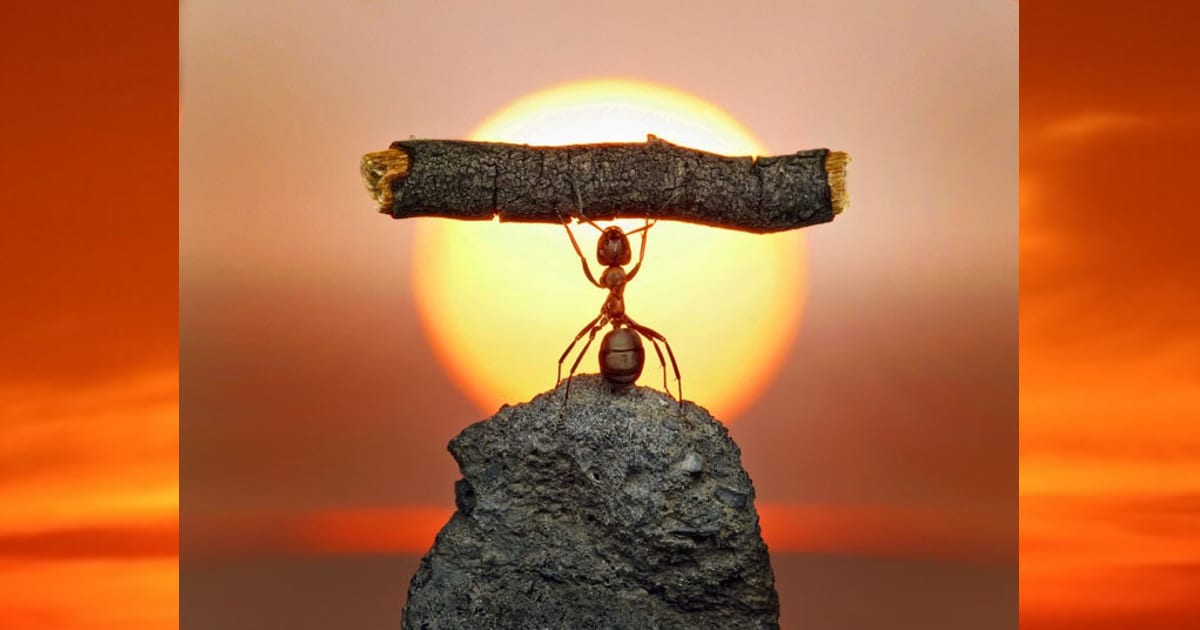 ant